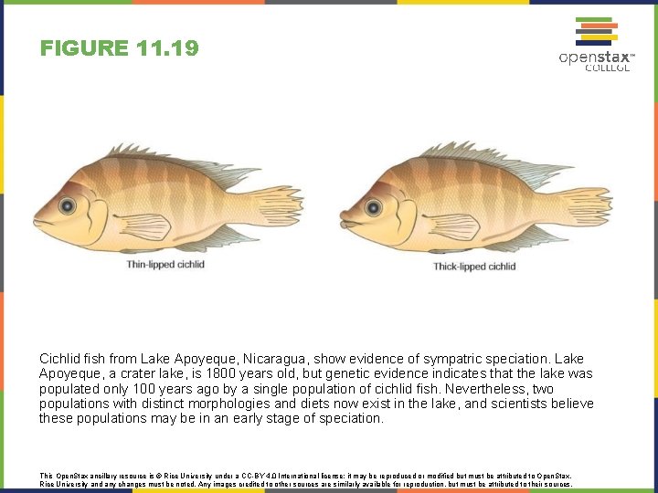 FIGURE 11. 19 Cichlid fish from Lake Apoyeque, Nicaragua, show evidence of sympatric speciation.