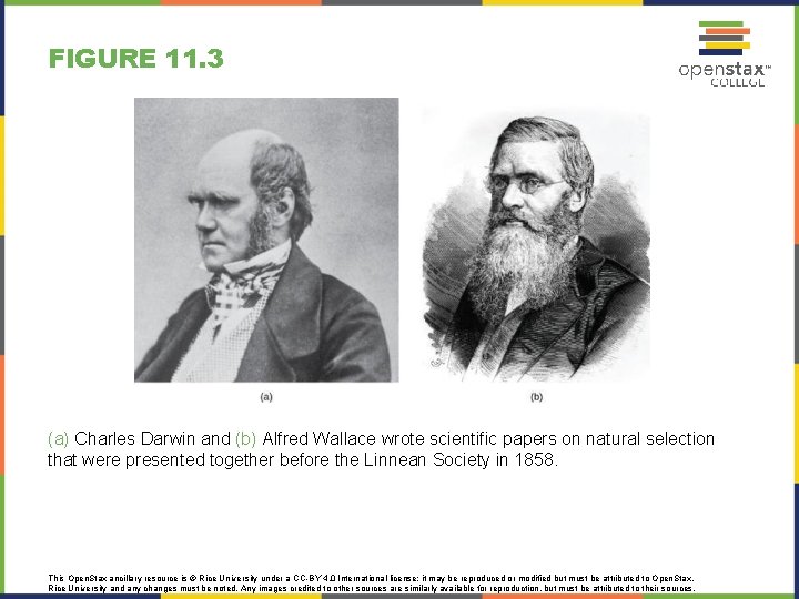 FIGURE 11. 3 (a) Charles Darwin and (b) Alfred Wallace wrote scientific papers on
