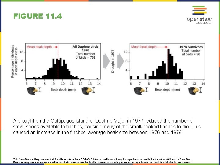 FIGURE 11. 4 A drought on the Galápagos island of Daphne Major in 1977