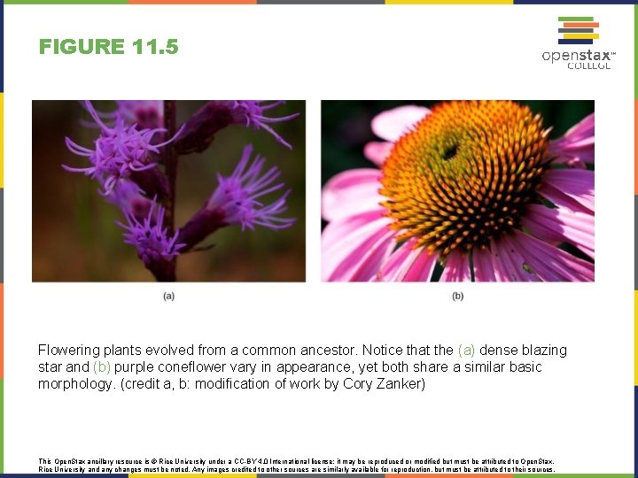 FIGURE 11. 5 Flowering plants evolved from a common ancestor. Notice that the (a)