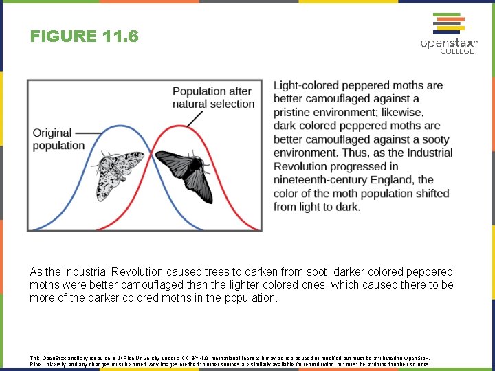 FIGURE 11. 6 As the Industrial Revolution caused trees to darken from soot, darker