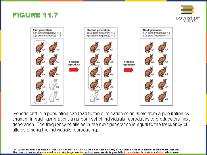 FIGURE 11. 7 Genetic drift in a population can lead to the elimination of