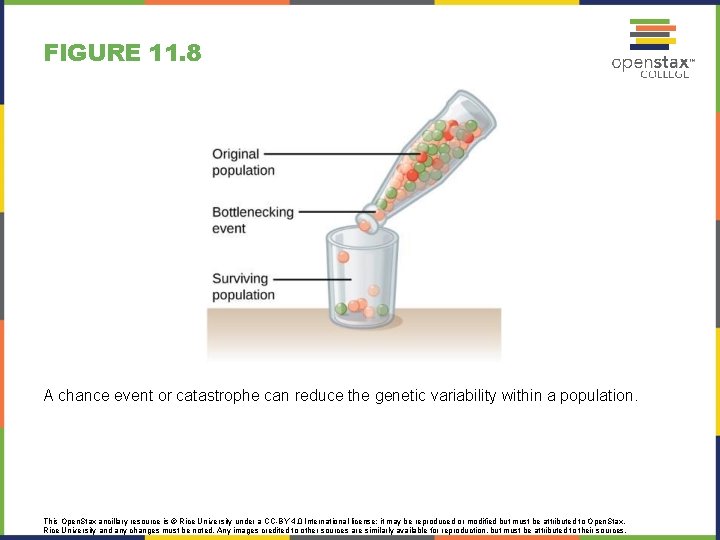 FIGURE 11. 8 A chance event or catastrophe can reduce the genetic variability within