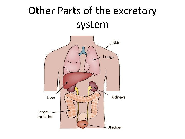 Other Parts of the excretory system 