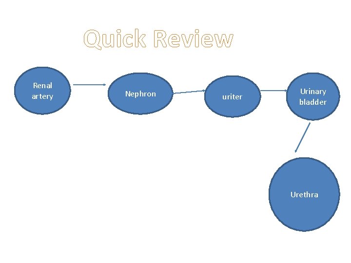 Quick Review Renal artery Nephron uriter Urinary bladder Urethra 