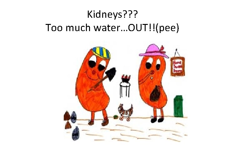 Kidneys? ? ? Too much water…OUT!!(pee) 