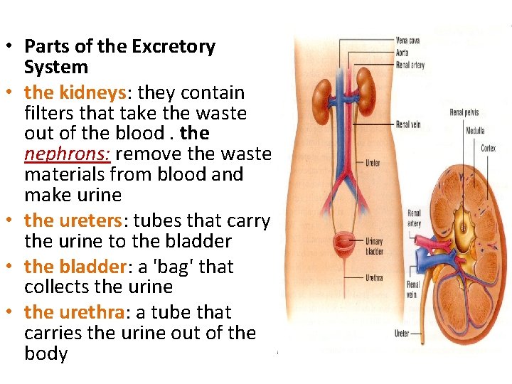  • Parts of the Excretory System • the kidneys: they contain filters that