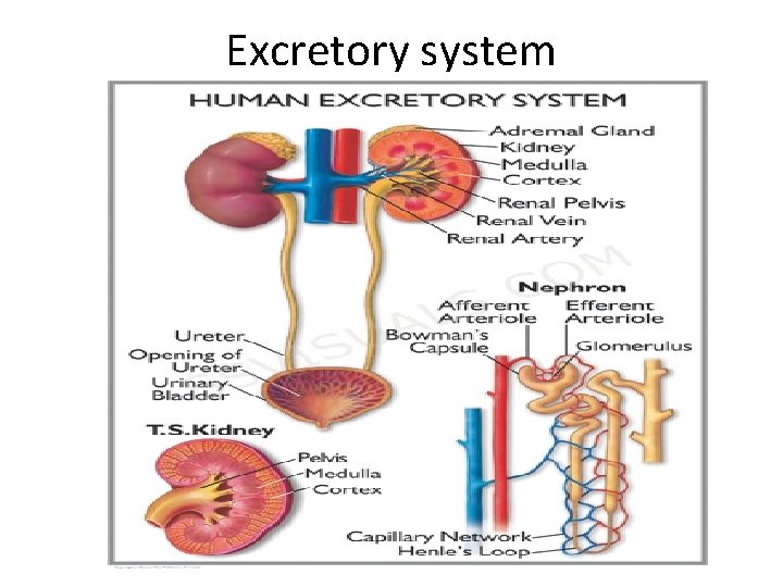 Excretory system 