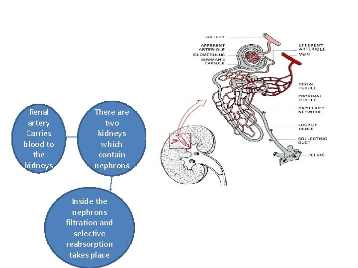 Renal artery Carries blood to the kidneys There are two kidneys which contain nephrons