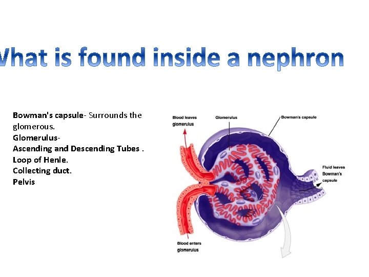 Bowman's capsule- Surrounds the glomerous. Glomerulus. Ascending and Descending Tubes. Loop of Henle. Collecting