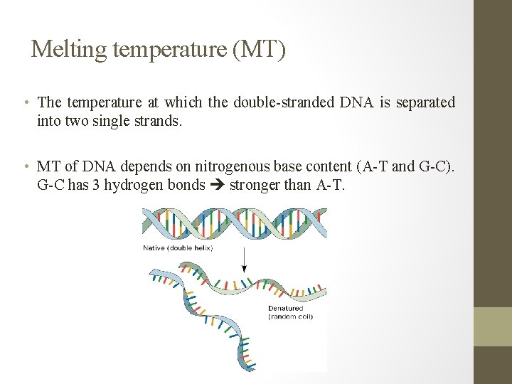 Melting temperature (MT) • The temperature at which the double-stranded DNA is separated into