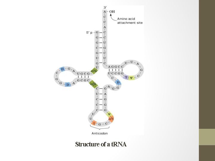 Structure of a t. RNA 