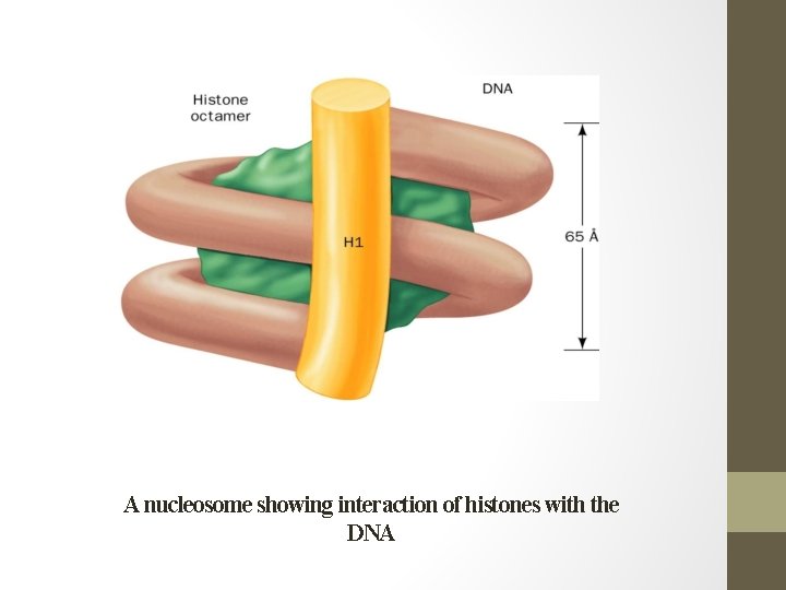 A nucleosome showing interaction of histones with the DNA 