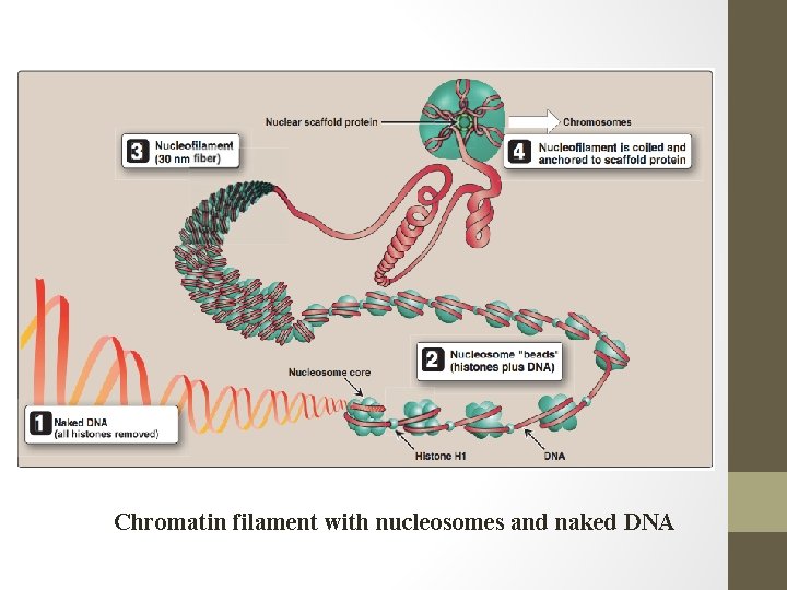 Chromatin filament with nucleosomes and naked DNA 