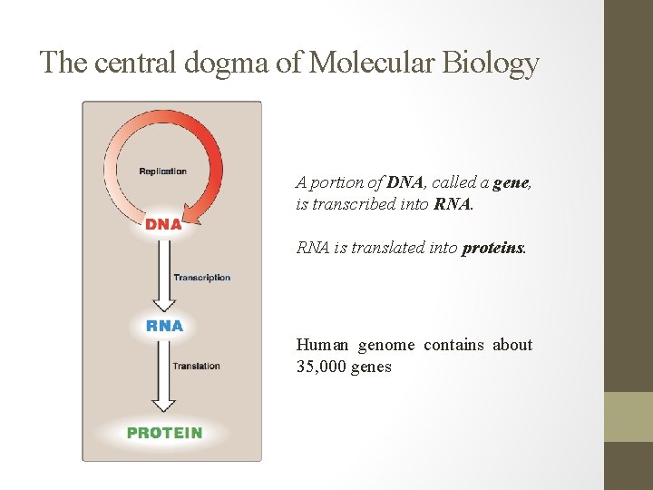 The central dogma of Molecular Biology A portion of DNA, called a gene, is