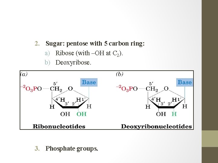 2. Sugar: pentose with 5 carbon ring: a) Ribose (with –OH at C 2).