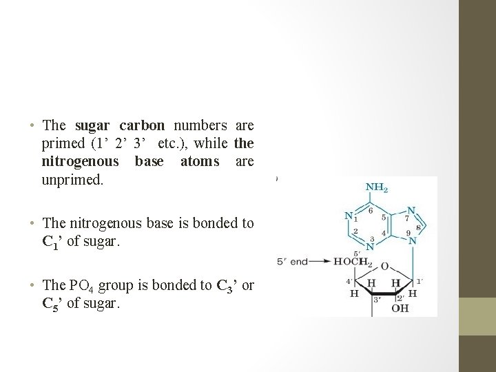  • The sugar carbon numbers are primed (1’ 2’ 3’ etc. ), while