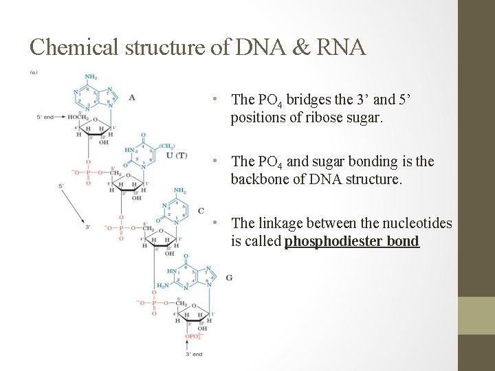 Chemical structure of DNA & RNA • The PO 4 bridges the 3’ and