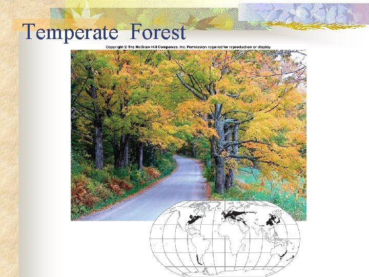 Temperate Forest 