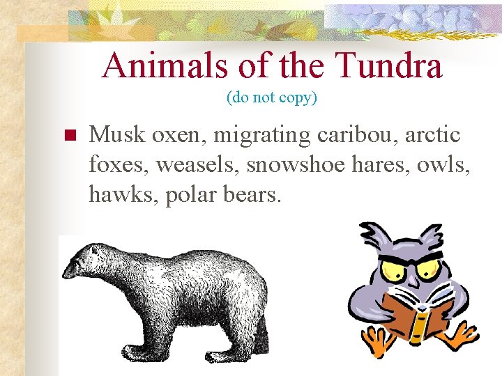 Animals of the Tundra (do not copy) n Musk oxen, migrating caribou, arctic foxes,