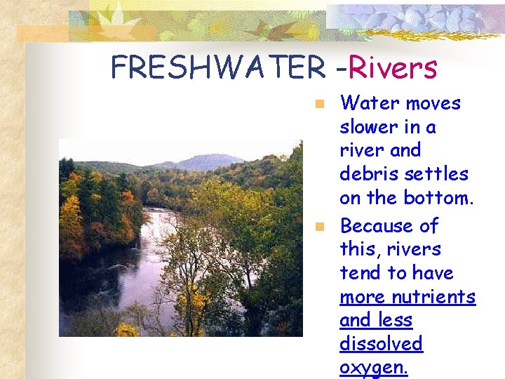 FRESHWATER -Rivers n n Water moves slower in a river and debris settles on