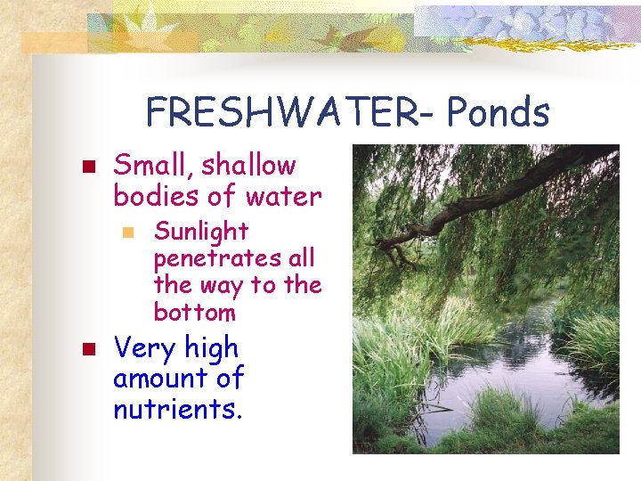 FRESHWATER- Ponds n Small, shallow bodies of water n n Sunlight penetrates all the