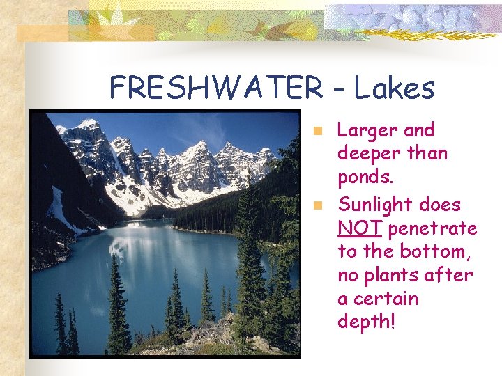 FRESHWATER - Lakes n n Larger and deeper than ponds. Sunlight does NOT penetrate
