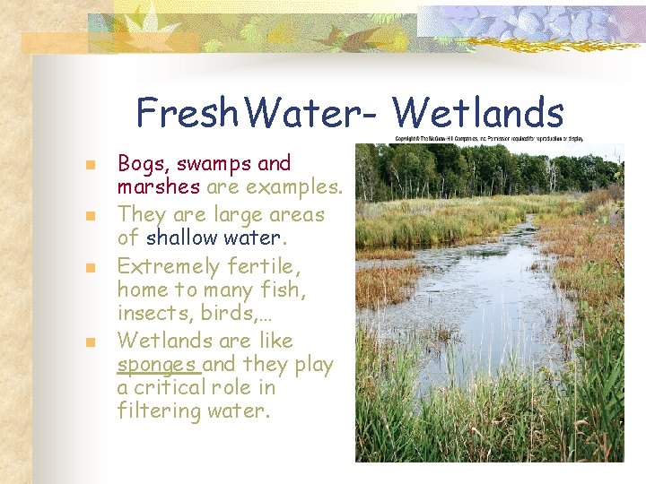 Fresh. Water- Wetlands n n Bogs, swamps and marshes are examples. They are large