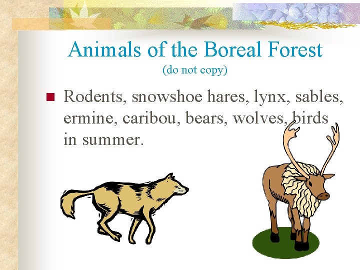 Animals of the Boreal Forest (do not copy) n Rodents, snowshoe hares, lynx, sables,