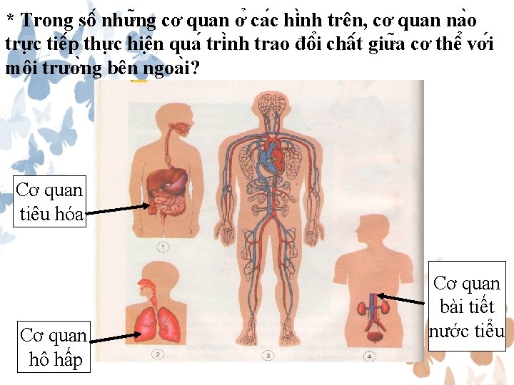 * Trong sô như ng cơ quan ơ ca c hi nh trên, cơ