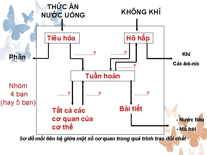 THỨC ĂN NƯỚC UỐNG KHÔNG KHÍ Tiêu hóa Hô hấp ………. . ? Phân