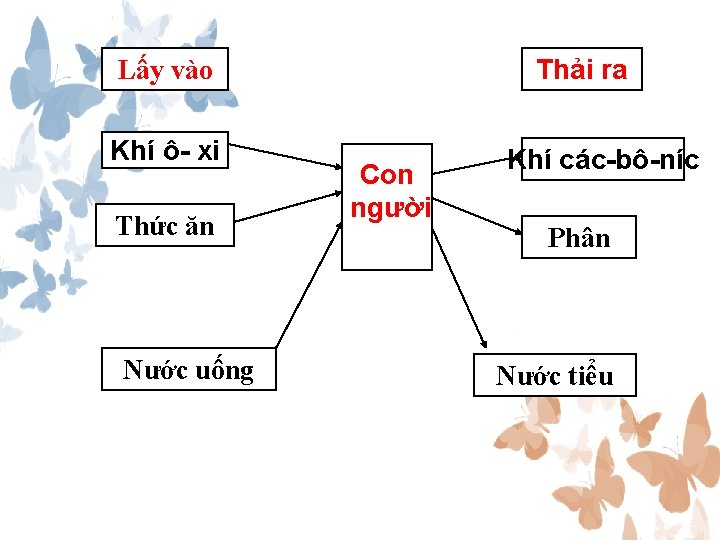 Thải ra Lấy vào Khí ô- xi Thức ăn Nước uống Con người Khí