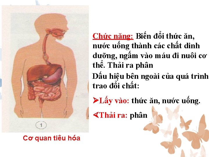 Chức năng: Biến đổi thức ăn, nước uống thành các chất dinh dưỡng, ngấm