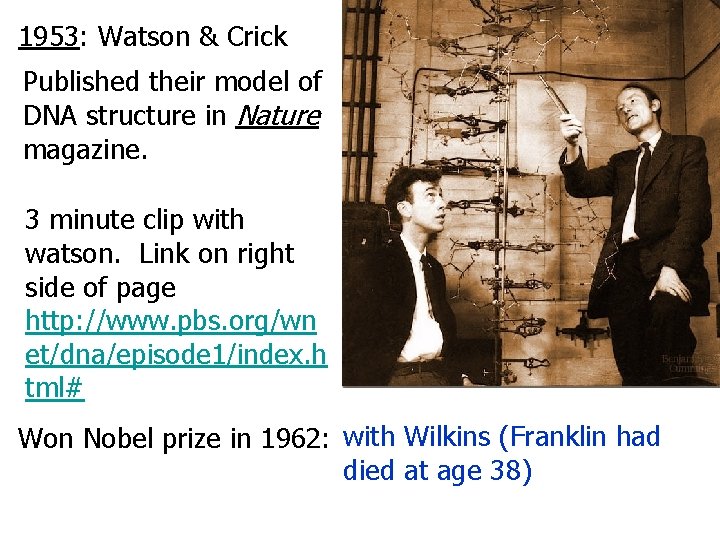 1953: Watson & Crick Published their model of DNA structure in Nature magazine. 3