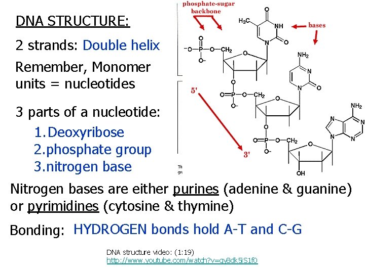 DNA STRUCTURE: 2 strands: Double helix Remember, Monomer units = nucleotides 3 parts of
