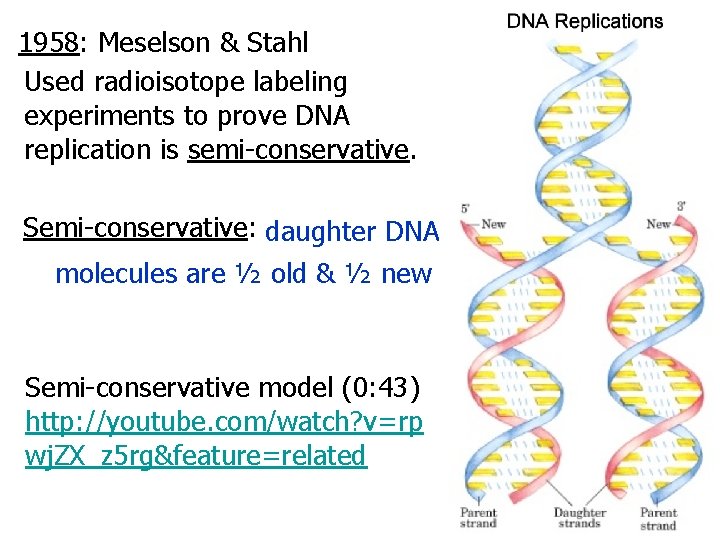 1958: Meselson & Stahl Used radioisotope labeling experiments to prove DNA replication is semi-conservative.