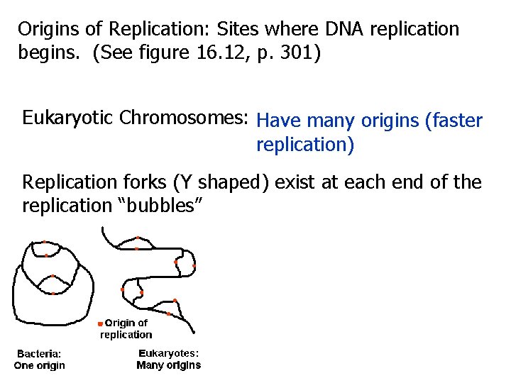 Origins of Replication: Sites where DNA replication begins. (See figure 16. 12, p. 301)