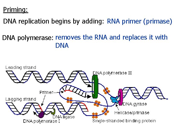 Priming: DNA replication begins by adding: RNA primer (primase) DNA polymerase: removes the RNA
