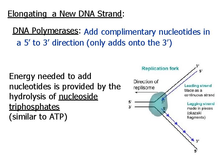 Elongating a New DNA Strand: DNA Polymerases: Add complimentary nucleotides in a 5’ to