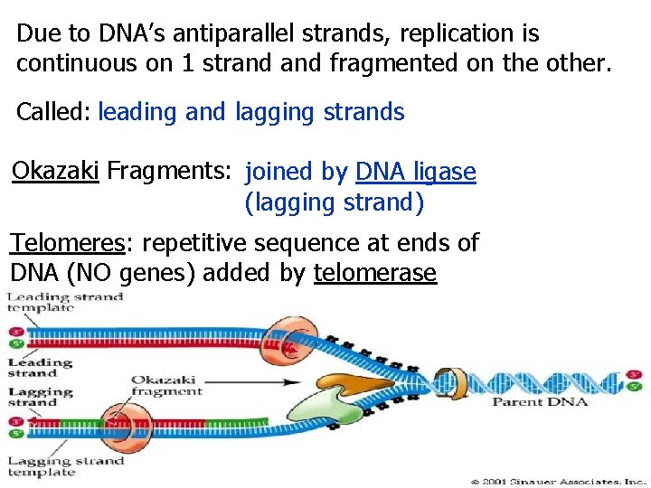 Due to DNA’s antiparallel strands, replication is continuous on 1 strand fragmented on the