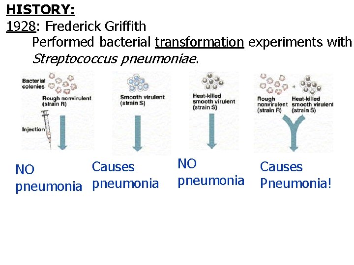 HISTORY: 1928: Frederick Griffith Performed bacterial transformation experiments with Streptococcus pneumoniae. Causes NO pneumonia