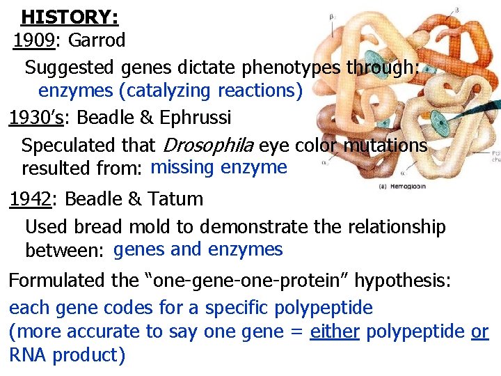 HISTORY: 1909: Garrod Suggested genes dictate phenotypes through: enzymes (catalyzing reactions) 1930’s: Beadle &