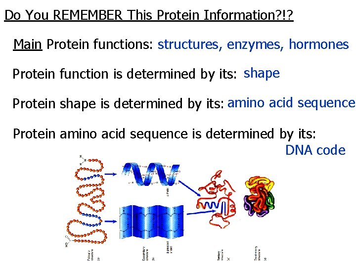 Do You REMEMBER This Protein Information? !? Main Protein functions: structures, enzymes, hormones Protein