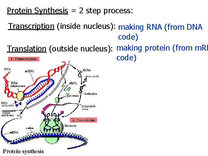 Protein Synthesis = 2 step process: Transcription (inside nucleus): making RNA (from DNA code)