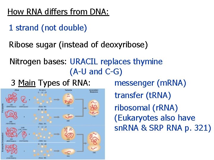 How RNA differs from DNA: 1 strand (not double) Ribose sugar (instead of deoxyribose)