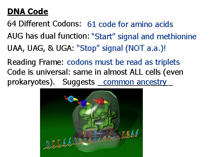 DNA Code 64 Different Codons: 61 code for amino acids AUG has dual function: