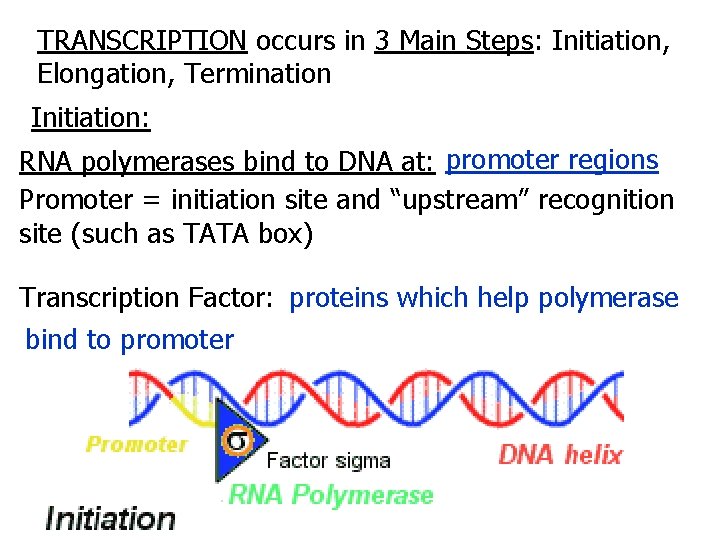 TRANSCRIPTION occurs in 3 Main Steps: Initiation, Elongation, Termination Initiation: RNA polymerases bind to