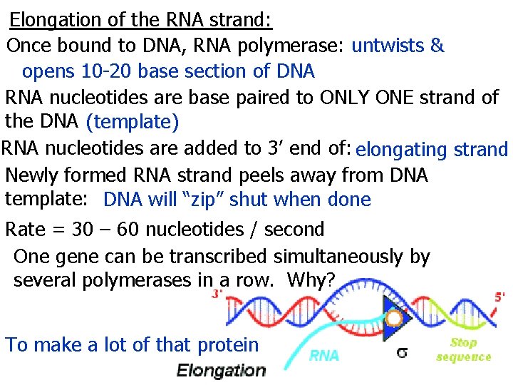 Elongation of the RNA strand: Once bound to DNA, RNA polymerase: untwists & opens