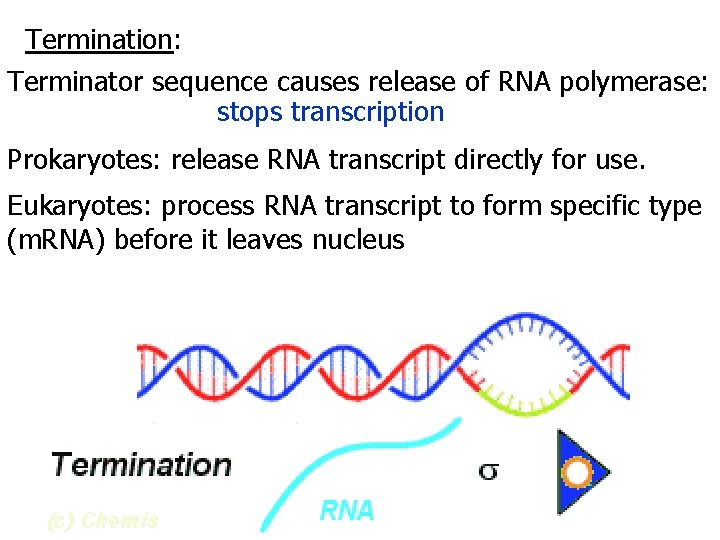 Termination: Terminator sequence causes release of RNA polymerase: stops transcription Prokaryotes: release RNA transcript