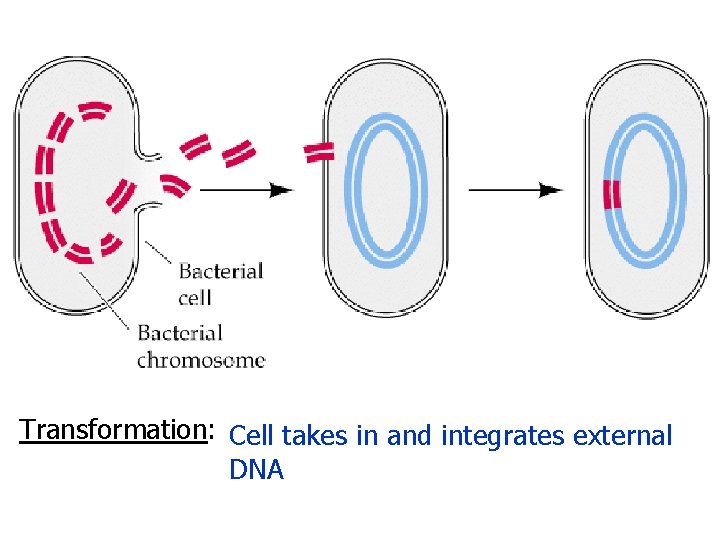 Transformation: Cell takes in and integrates external DNA 